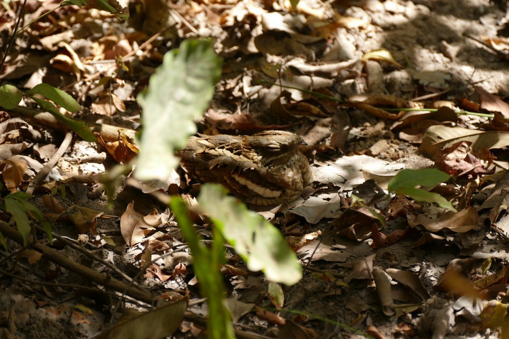 Long-tailed Nightjar - ML636081933