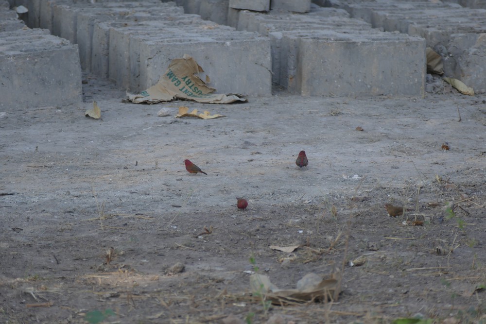 Red-billed Firefinch - ML636081934