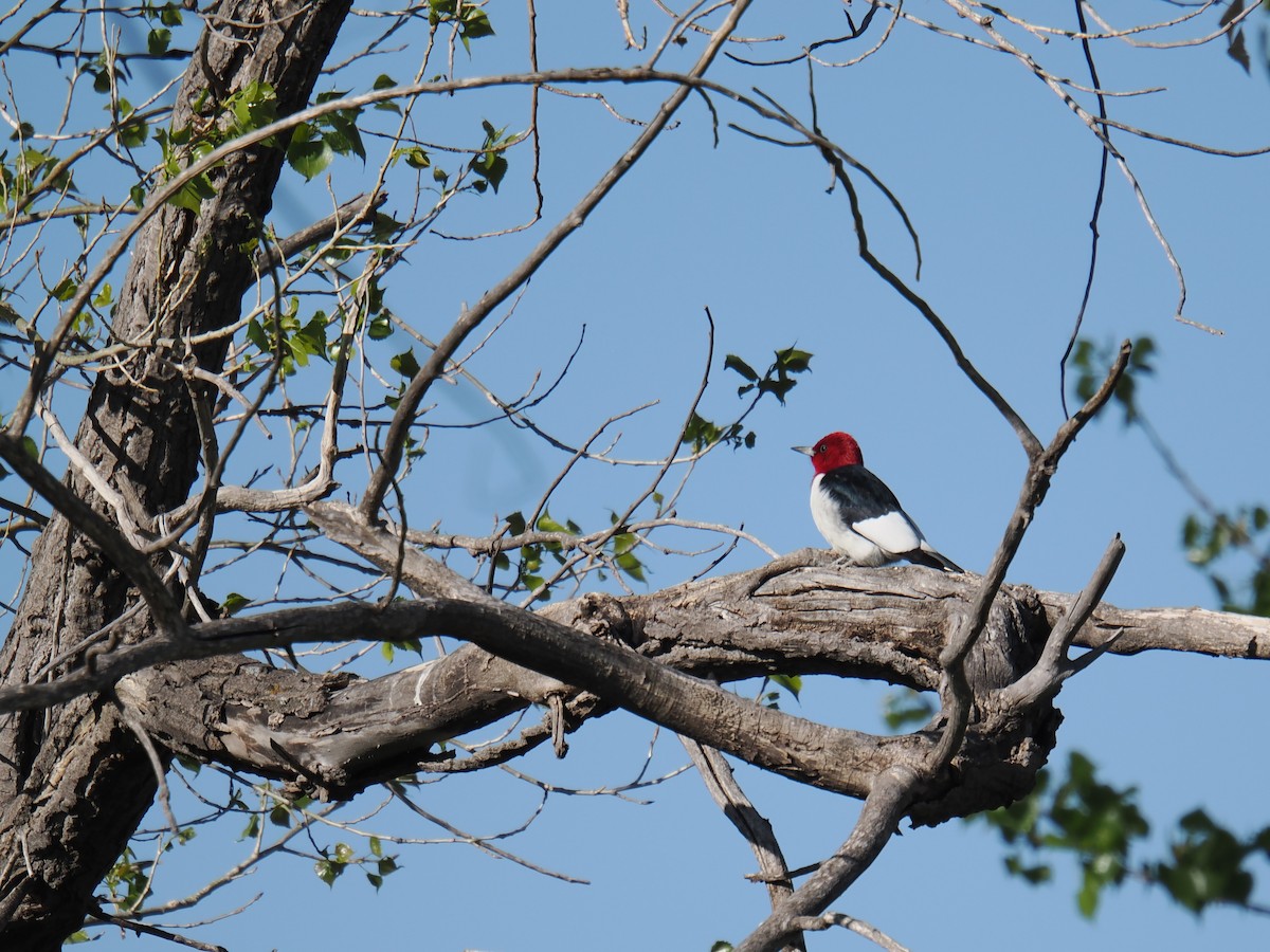 Red-headed Woodpecker - ML636081990