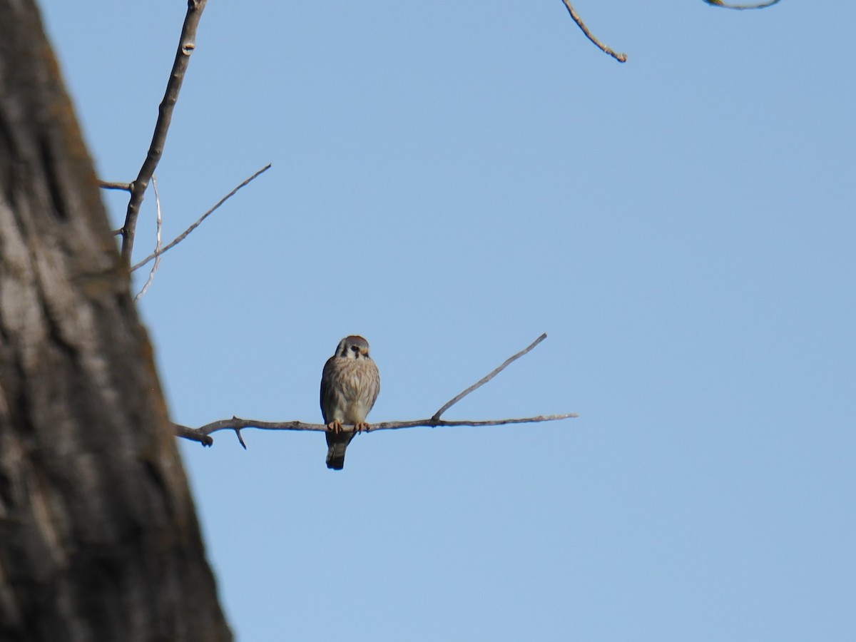 American Kestrel - ML636081991
