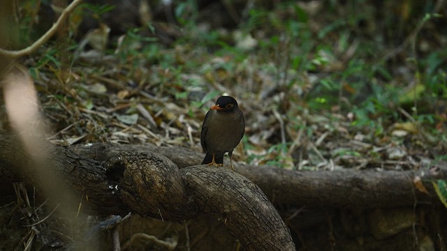 Indian Blackbird - ML636081993