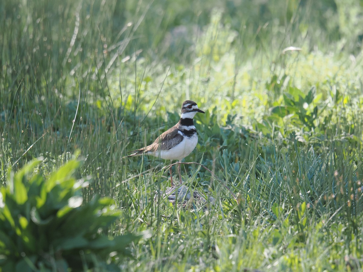 Killdeer - ML636081995