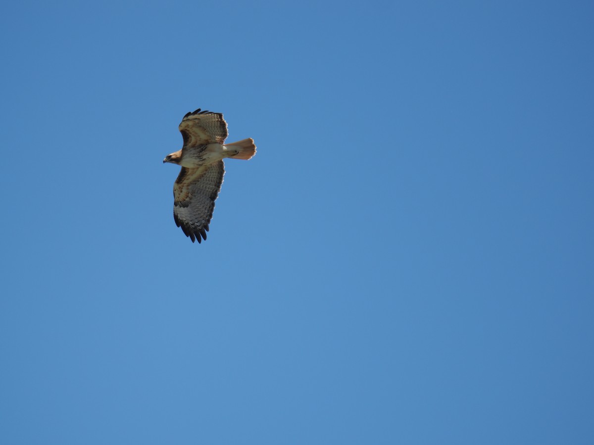 Red-tailed Hawk - ML636082041