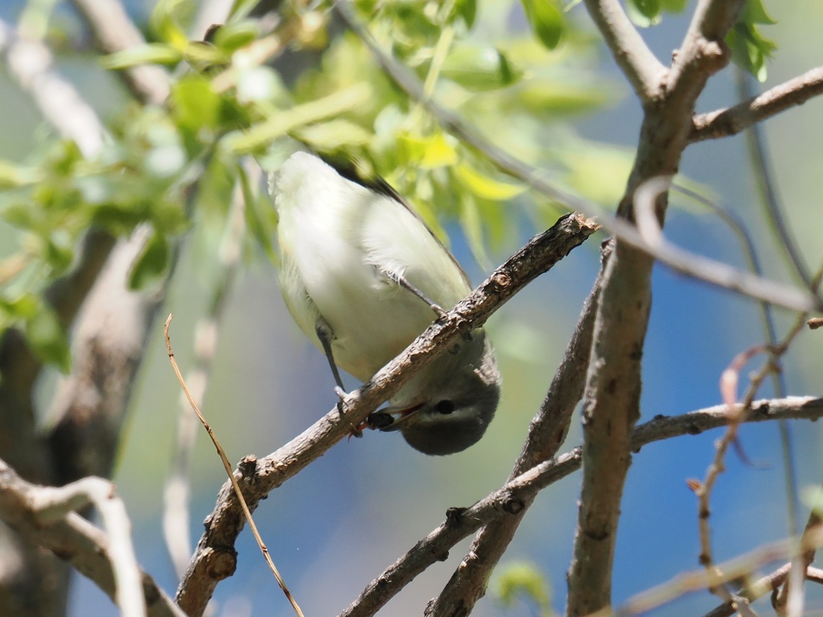 Warbling Vireo - ML636082115