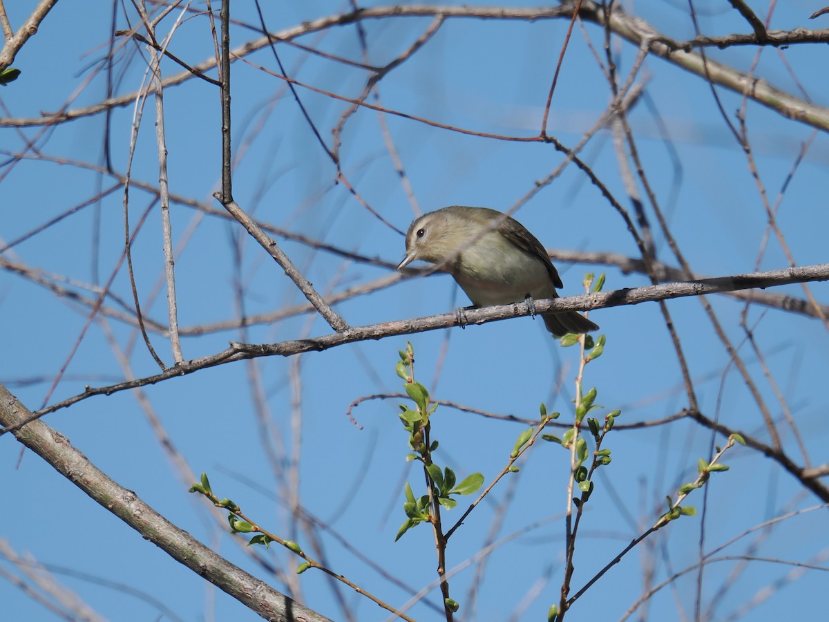 Warbling Vireo - ML636082116