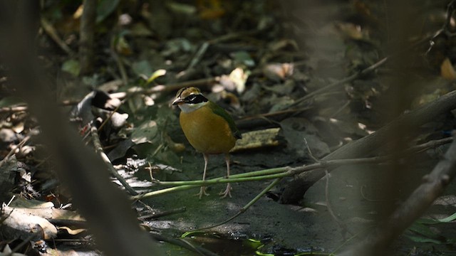 Bengalenpitta - ML636082167