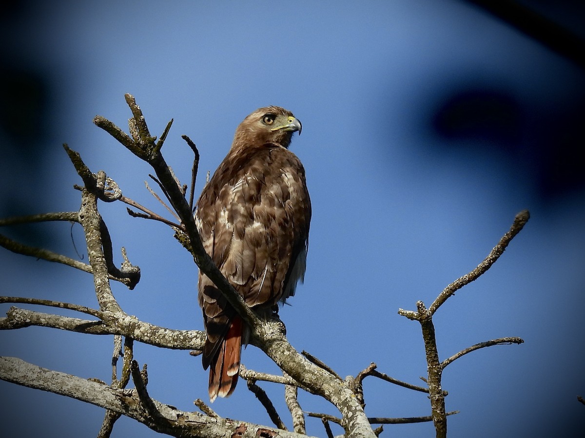 Red-tailed Hawk (jamaicensis) - ML636082184