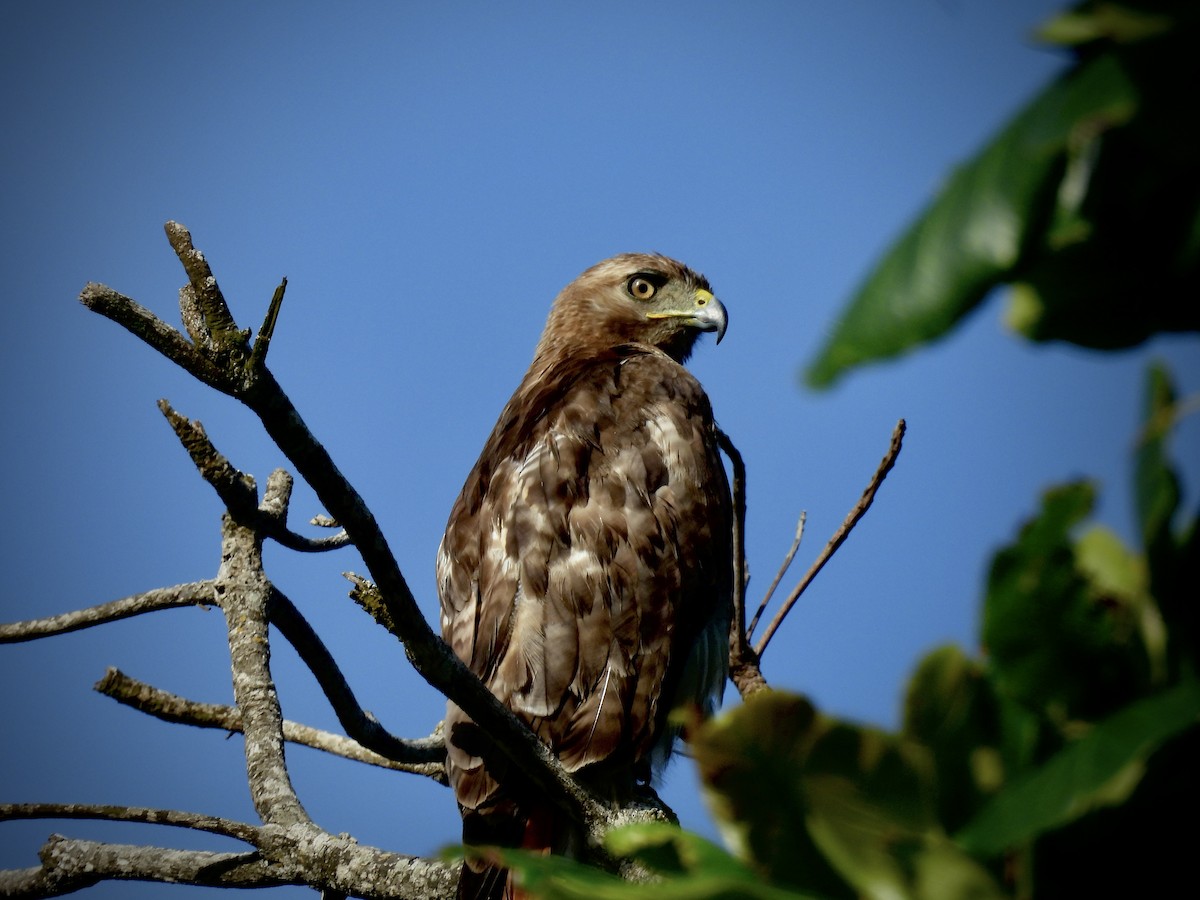 Red-tailed Hawk (jamaicensis) - ML636082185