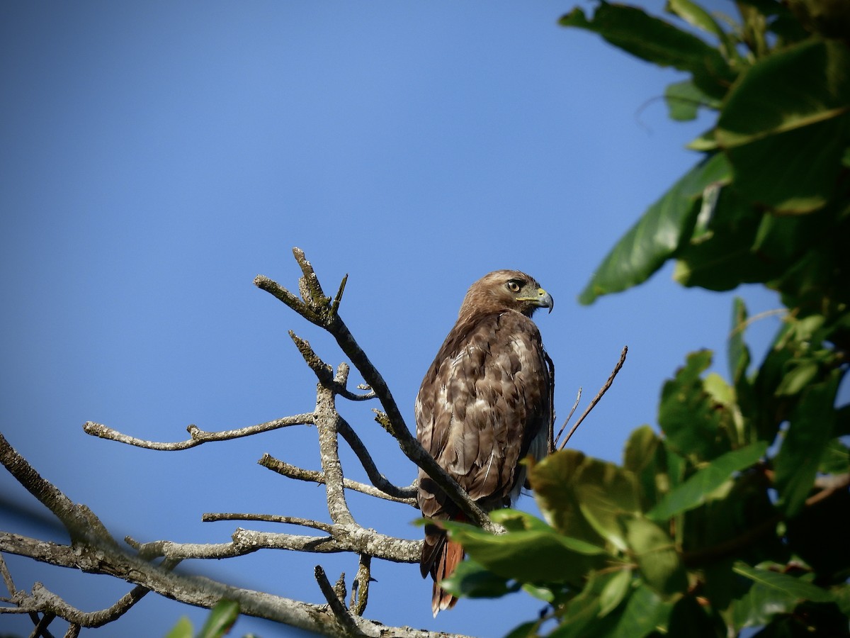 Red-tailed Hawk (jamaicensis) - ML636082186