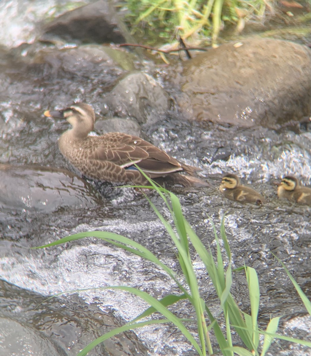 Eastern Spot-billed Duck - ML636082192