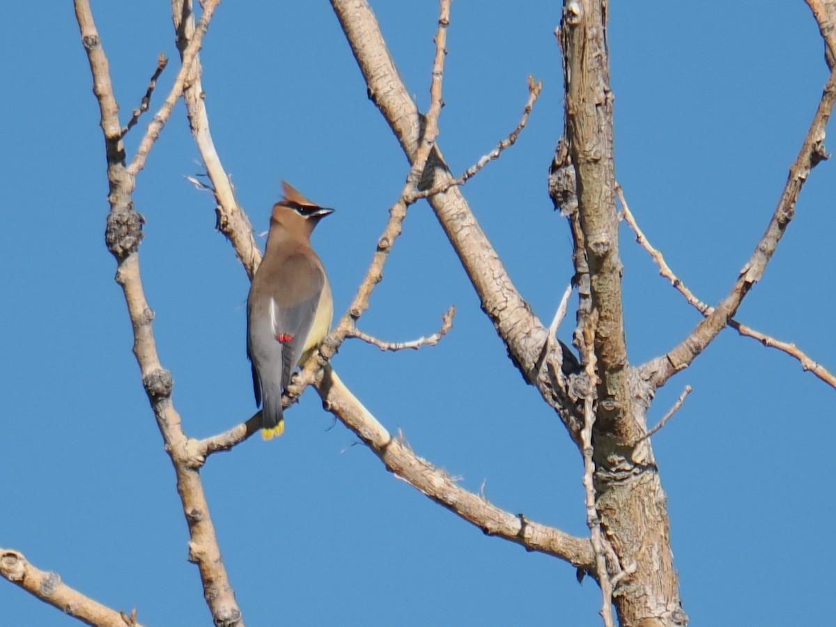 Cedar Waxwing - ML636082195