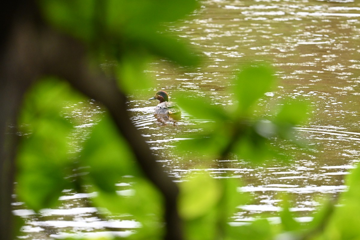 Green-winged Teal - ML636082218