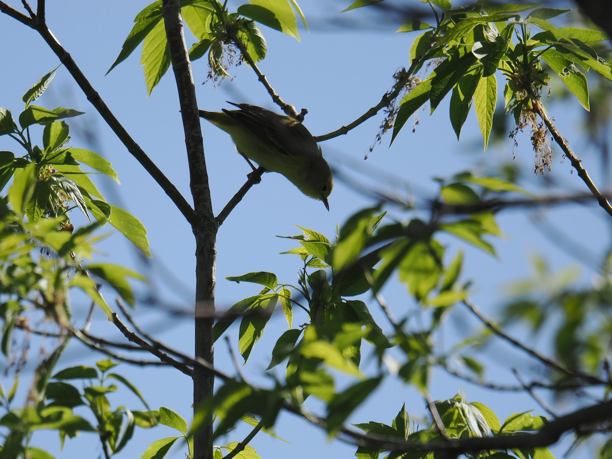 Yellow Warbler - ML636082305