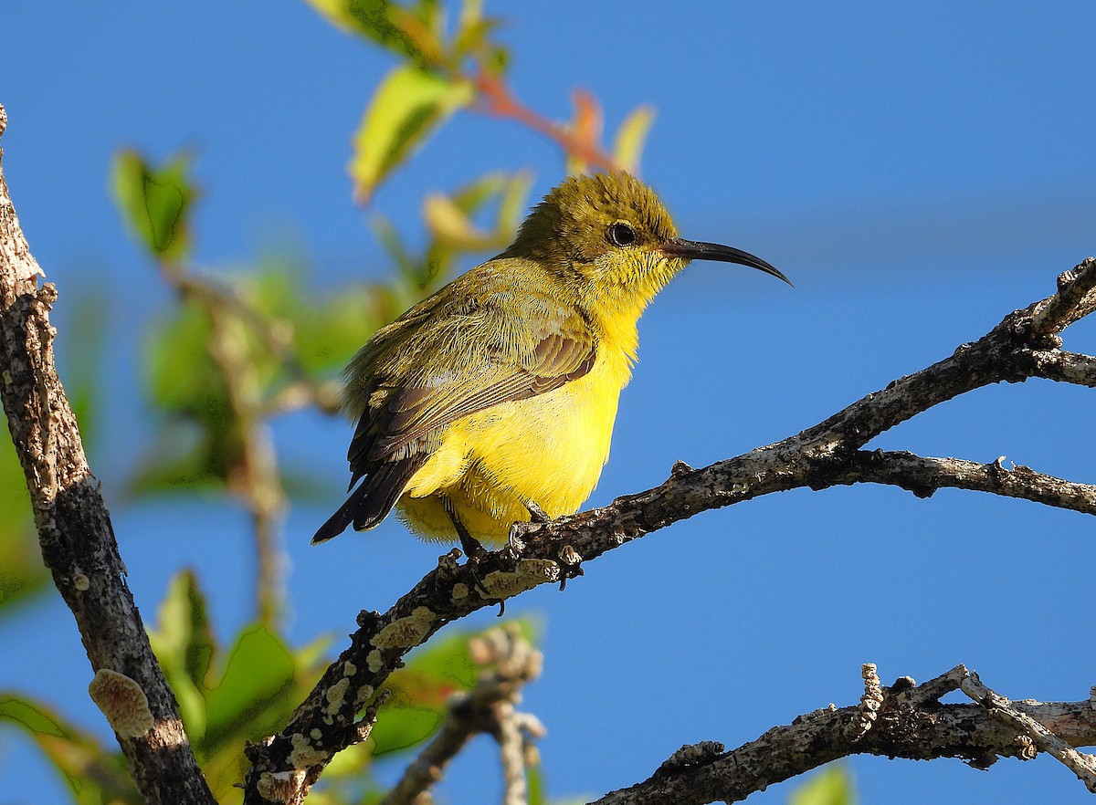 Sahul Sunbird - ML636082370
