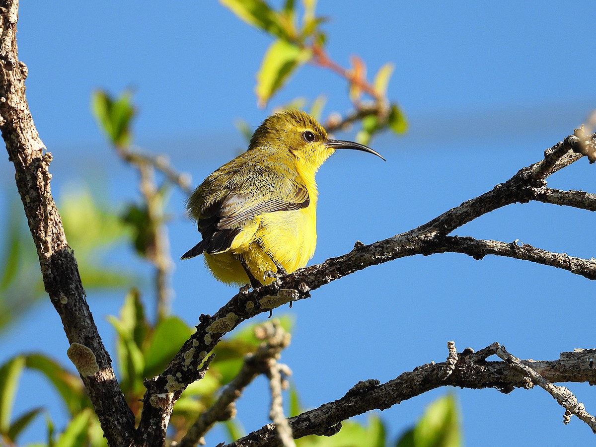 Sahul Sunbird - ML636082408