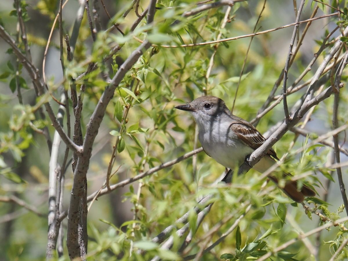 Ash-throated Flycatcher - ML636082476
