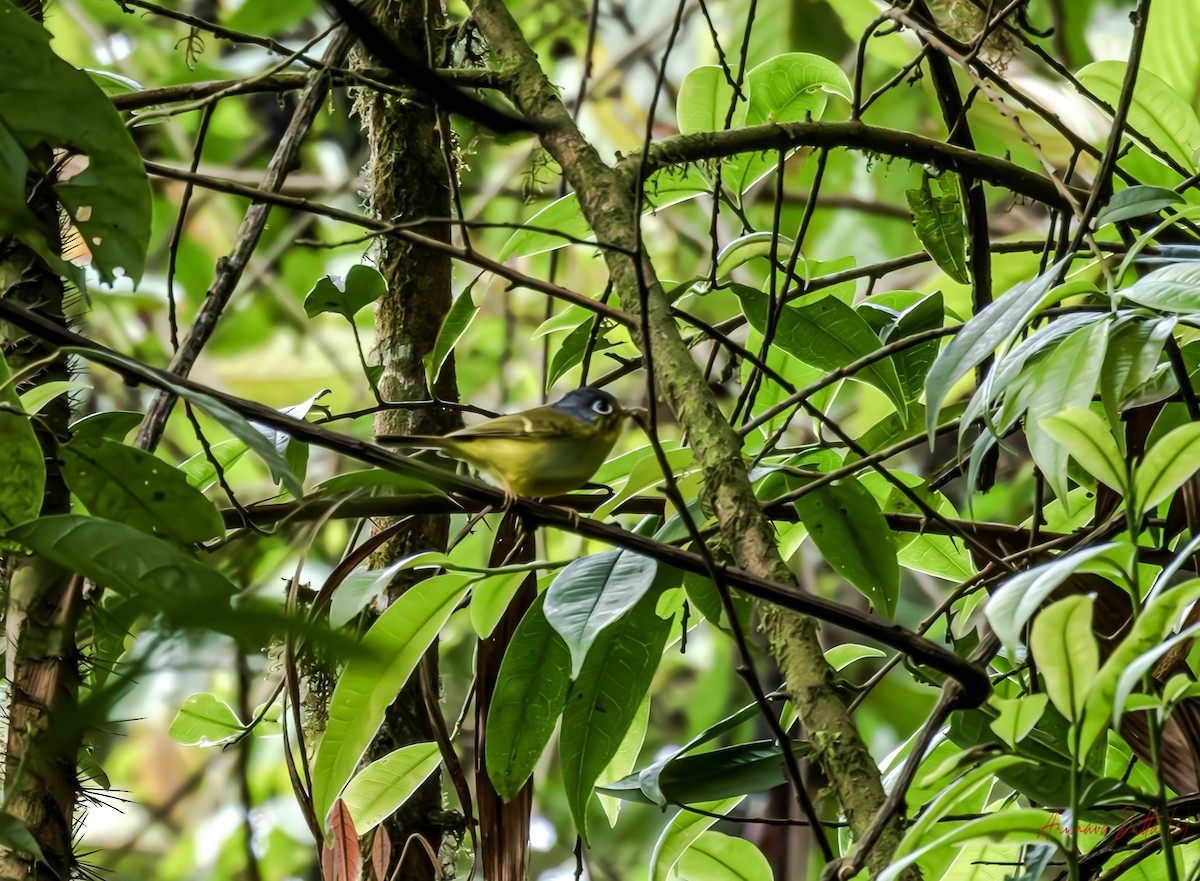 White-spectacled Warbler - ML636082529