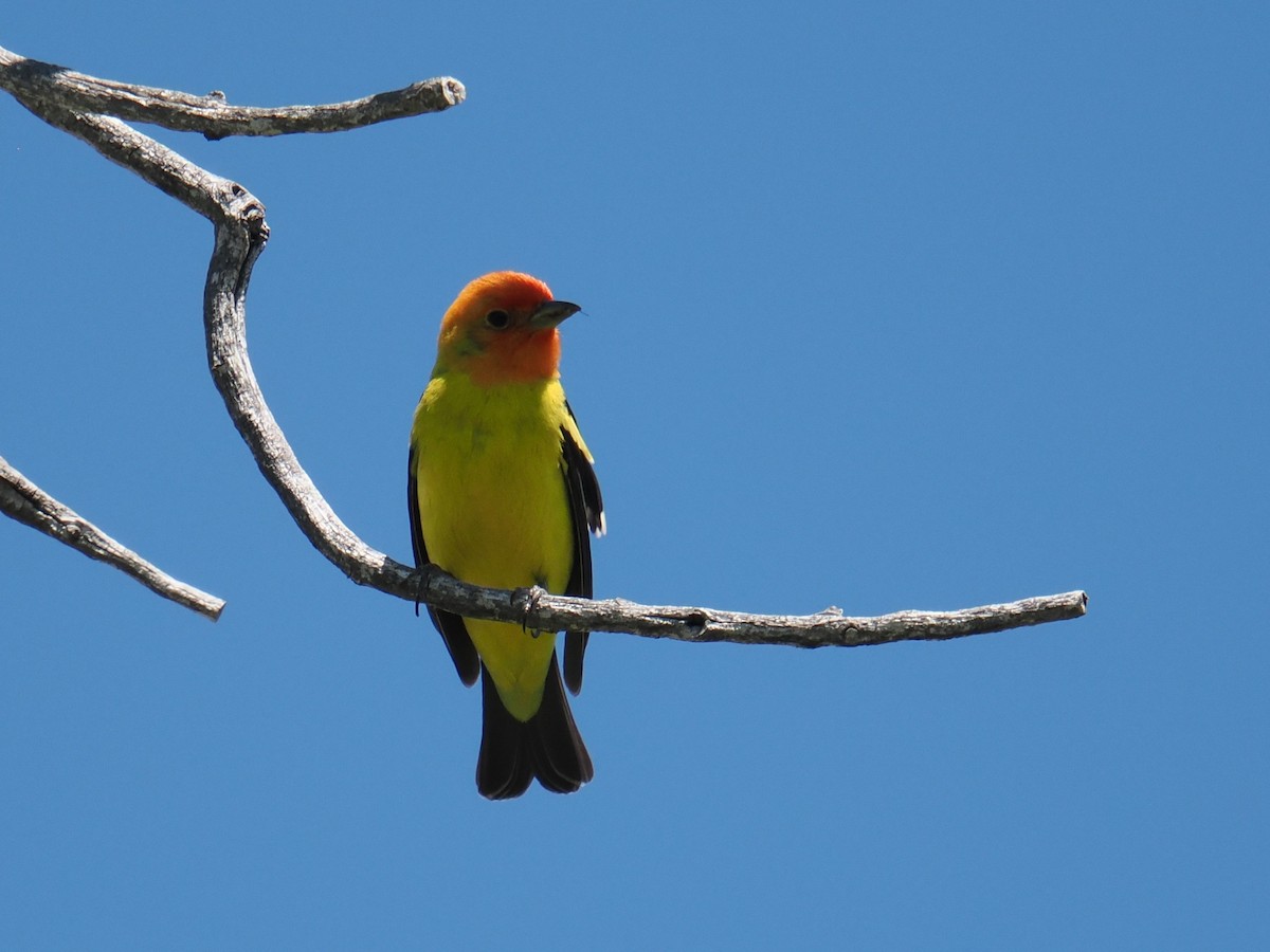 Western Tanager - ML636082555