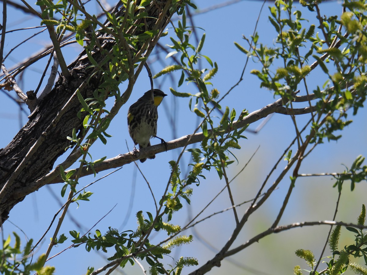 Yellow-rumped Warbler (Audubon's) - ML636082618