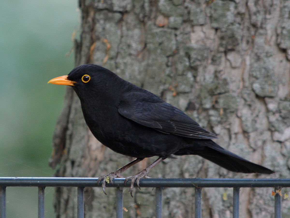 Eurasian Blackbird - ML636082621