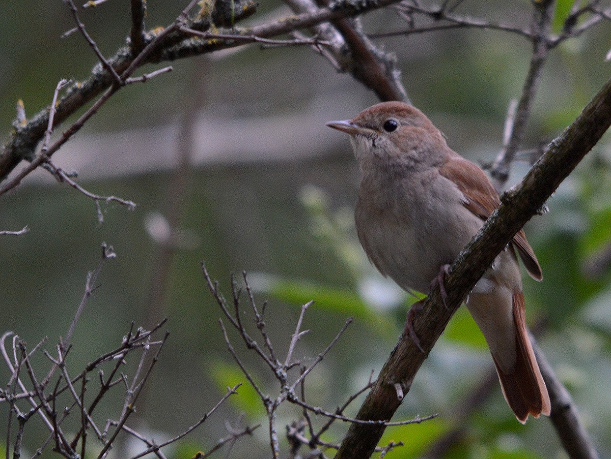 Common Nightingale - ML636082627