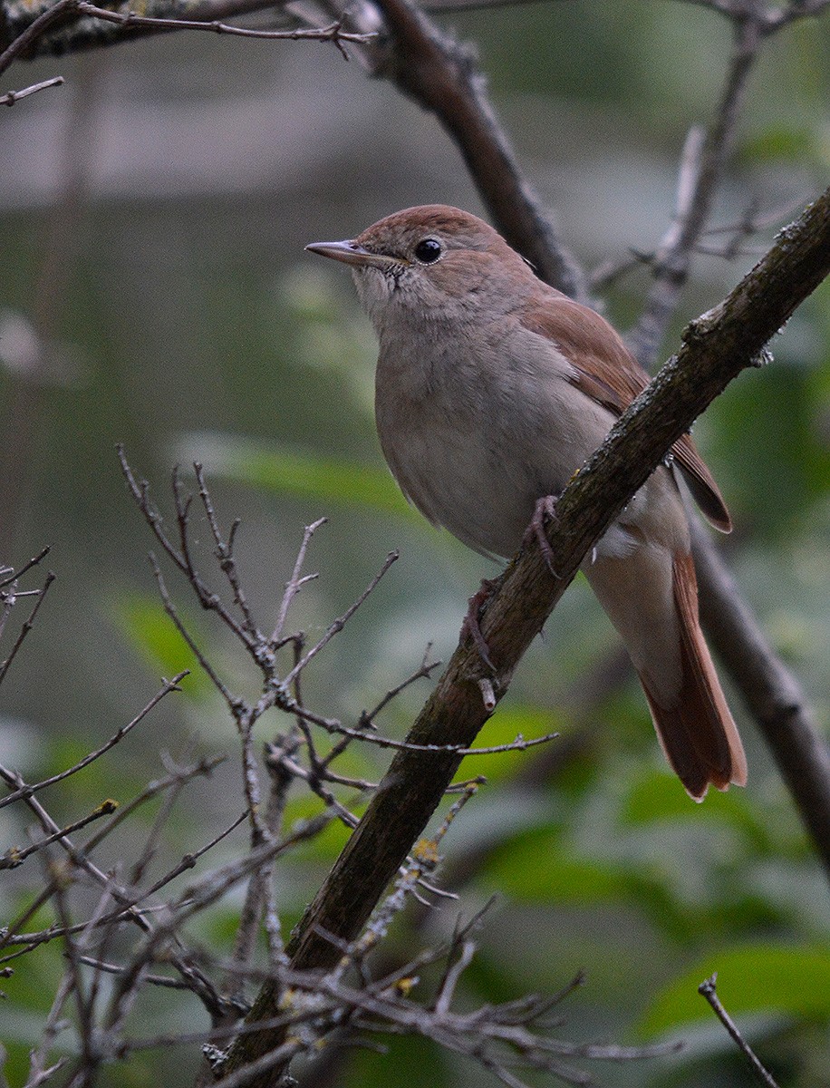 Common Nightingale - ML636082628