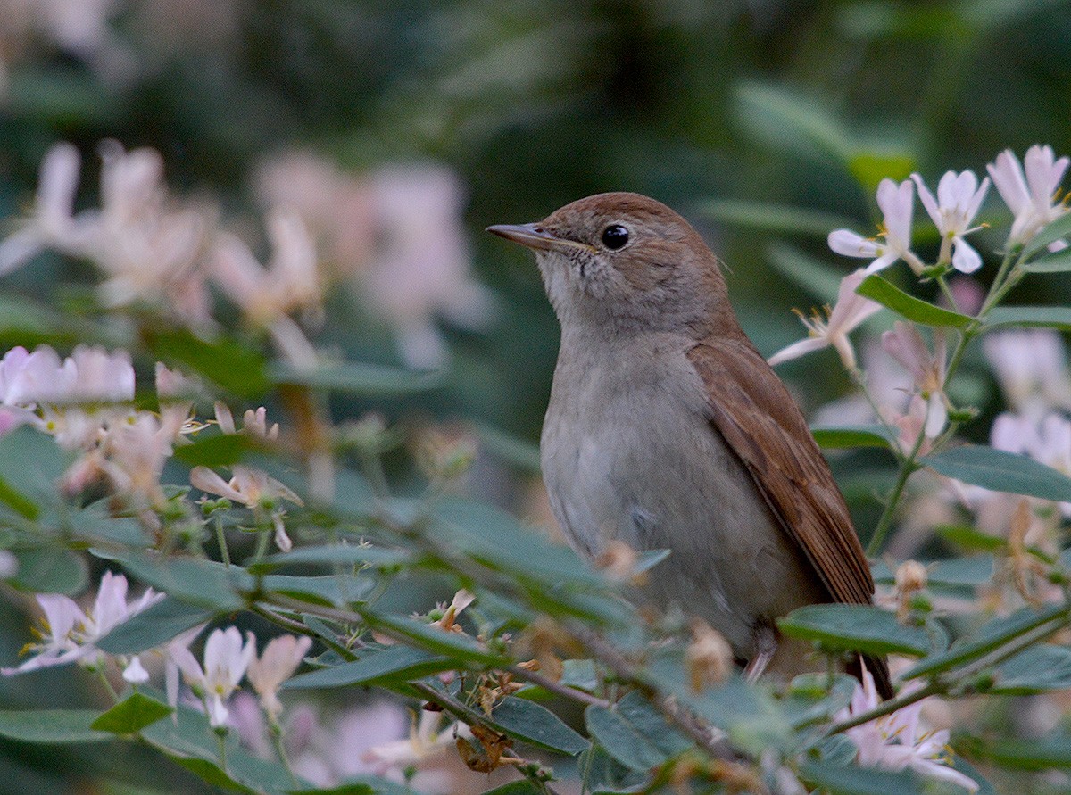 Common Nightingale - ML636082629
