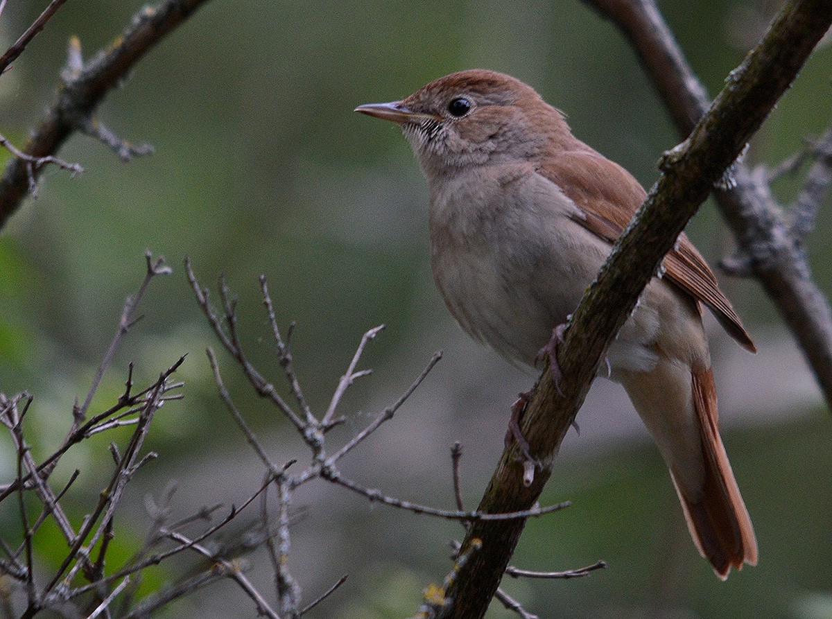 Common Nightingale - ML636082630