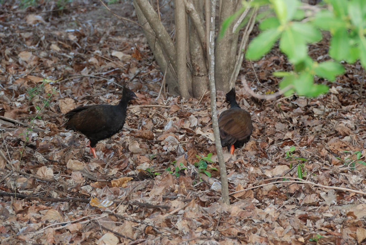 Orange-footed Megapode - ML636082655