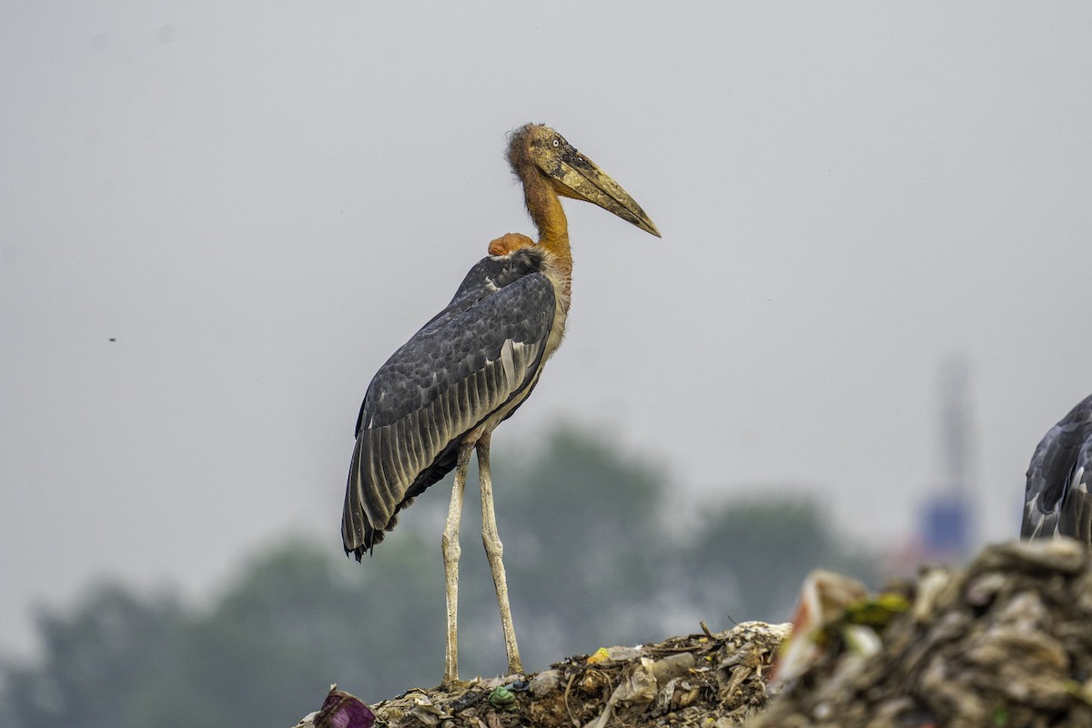 Greater Adjutant - ML636082668