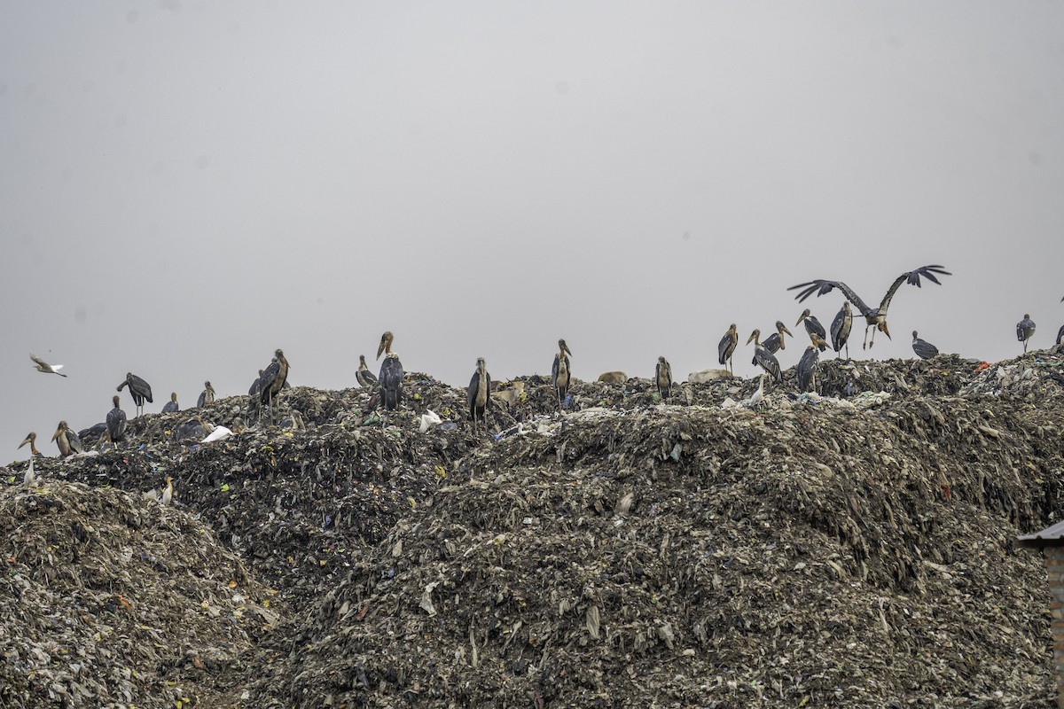 Greater Adjutant - ML636082669