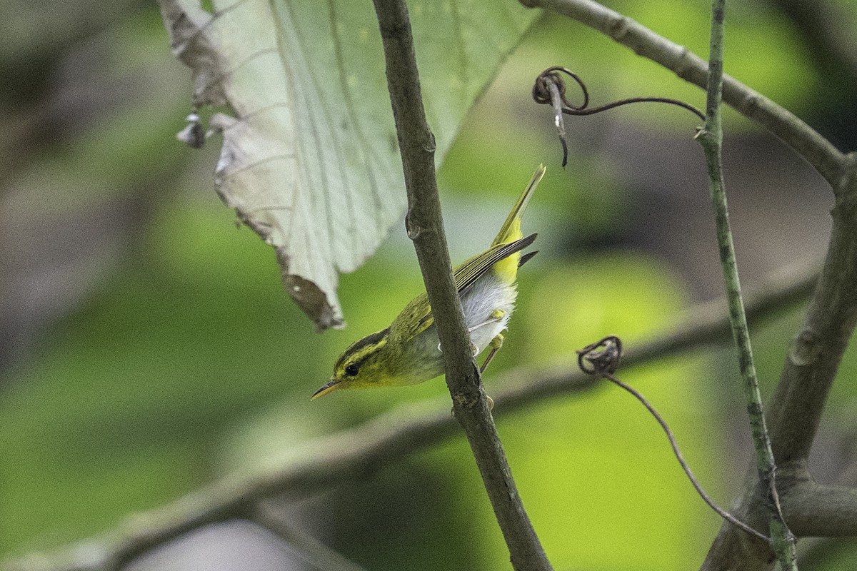 Yellow-vented Warbler - ML636082711