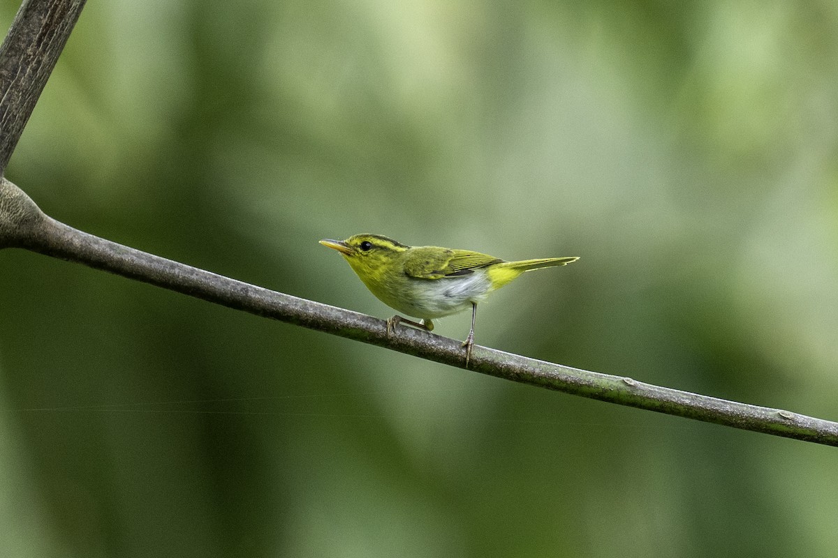 Yellow-vented Warbler - ML636082712