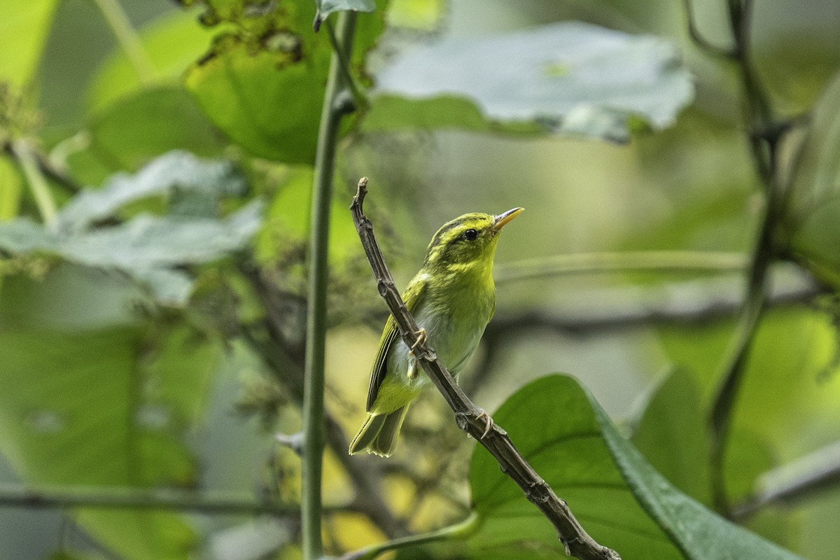 Yellow-vented Warbler - ML636082713