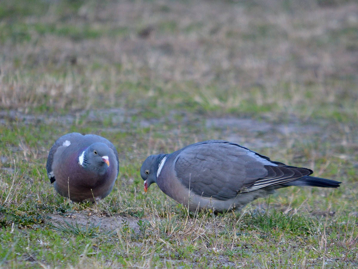 Common Wood-Pigeon - ML636082856