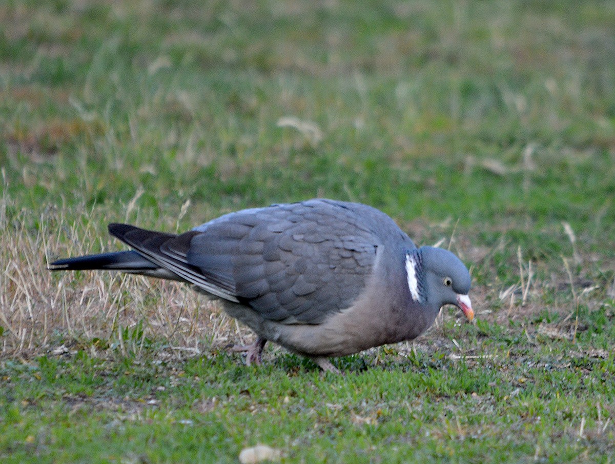 Common Wood-Pigeon - ML636082857