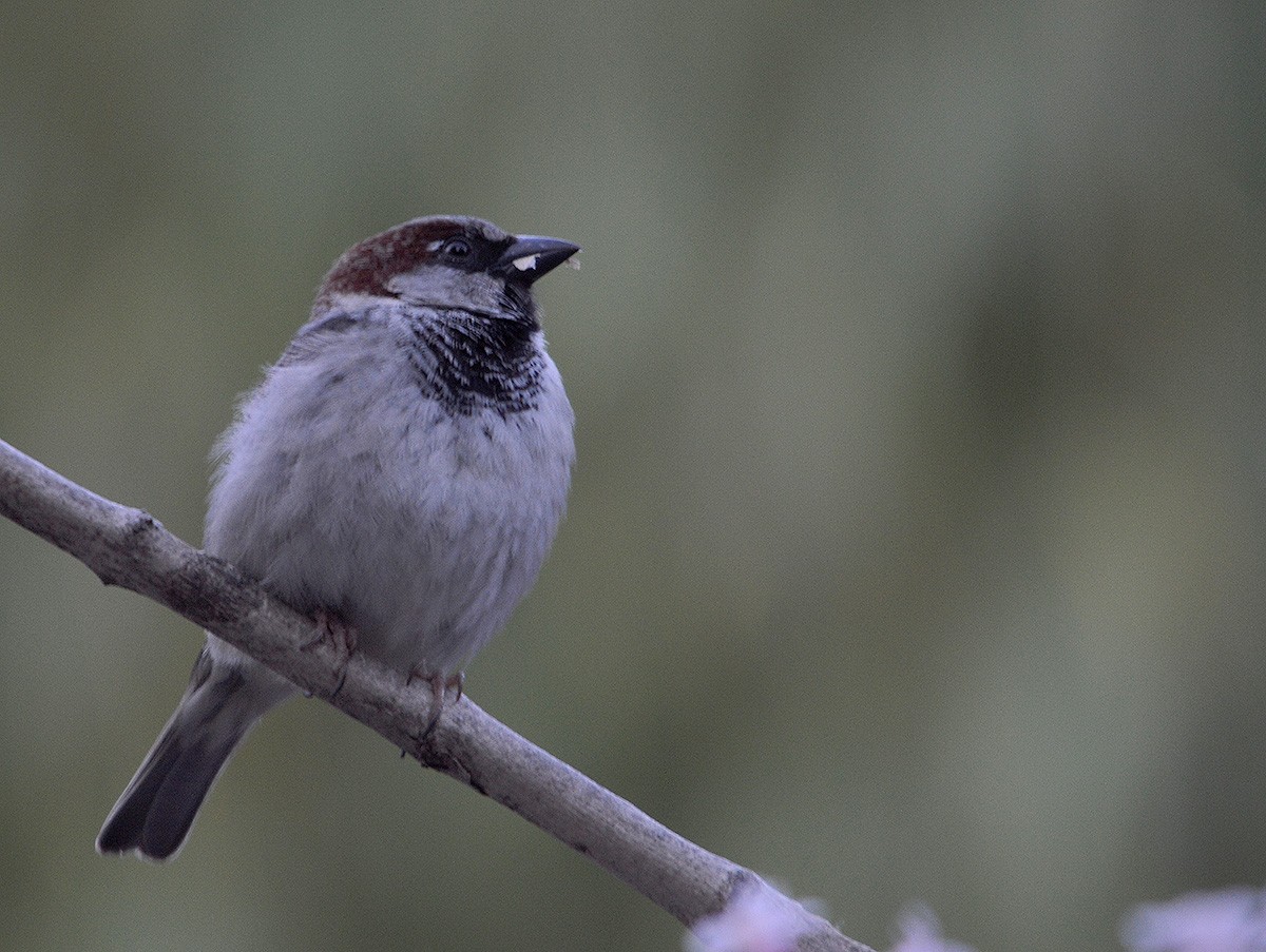 House Sparrow - ML636082862