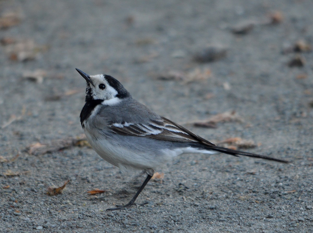 White Wagtail - ML636082886