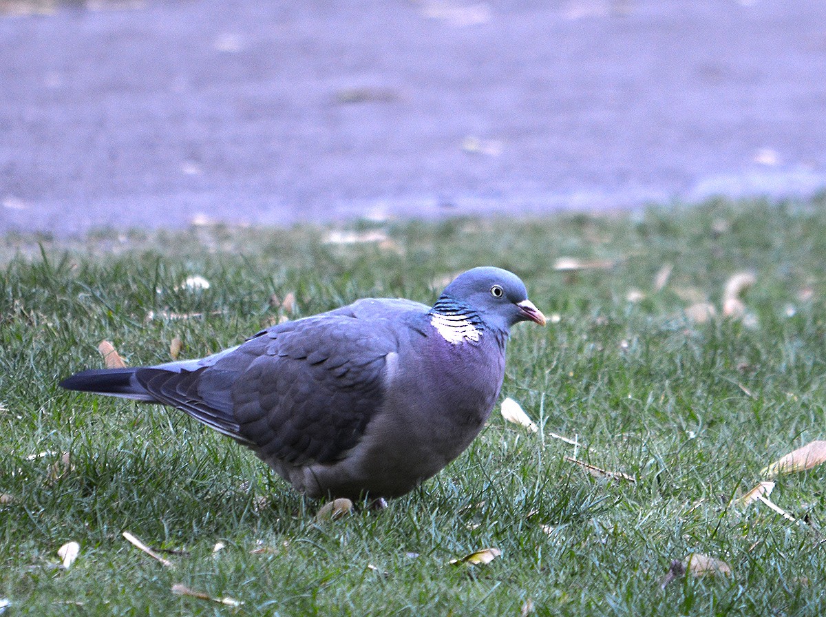 Common Wood-Pigeon - ML636082890