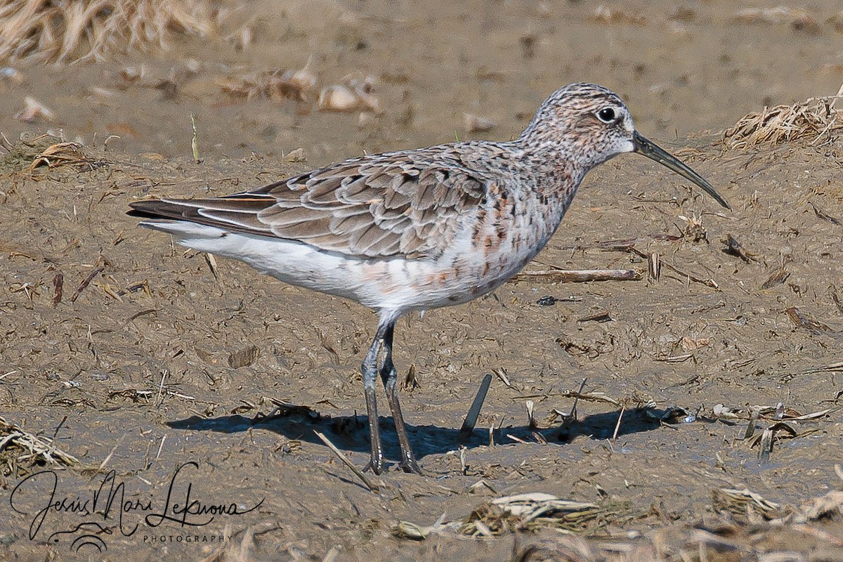 tundrasnipe - ML636082939