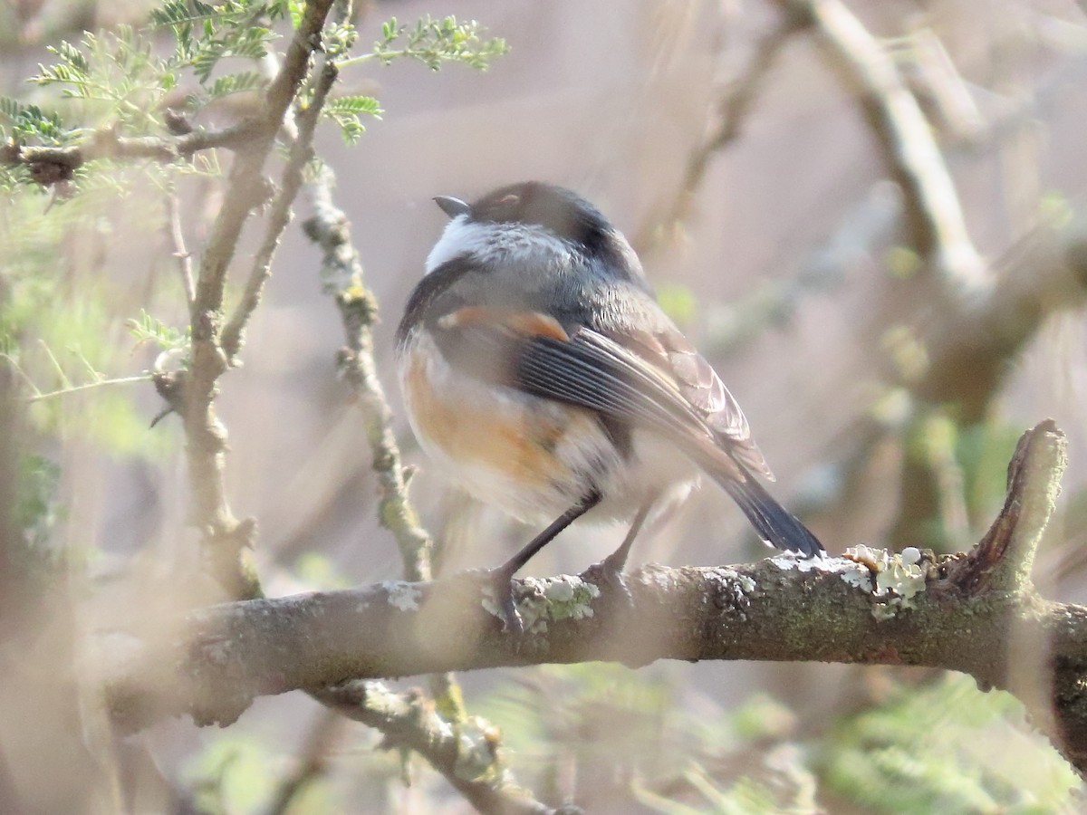 Cape Batis - ML636082943