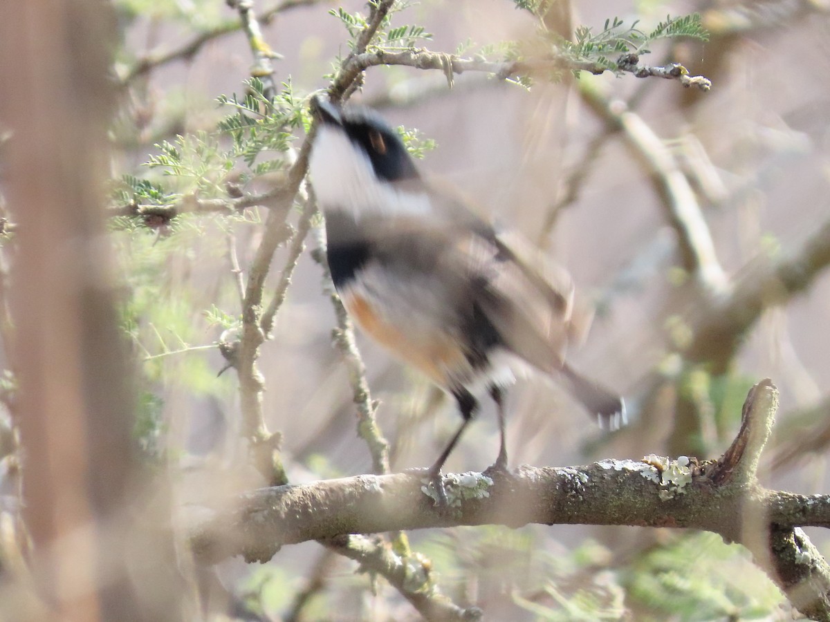 Cape Batis - ML636082944
