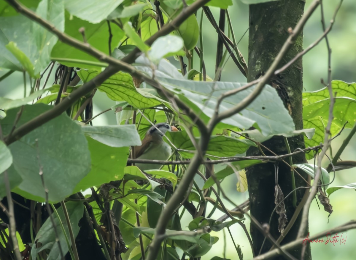 Gray-headed Parrotbill - ML636082954