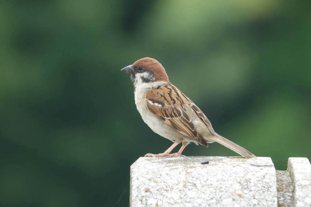 Eurasian Tree Sparrow - ML636082963