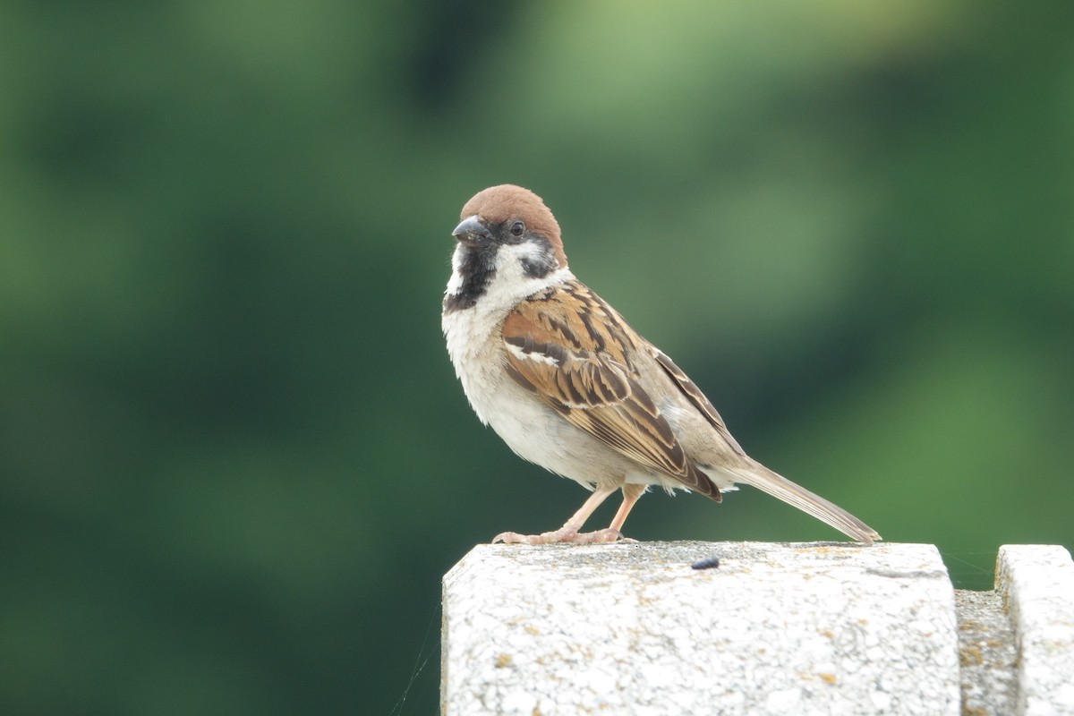 Eurasian Tree Sparrow - ML636082965