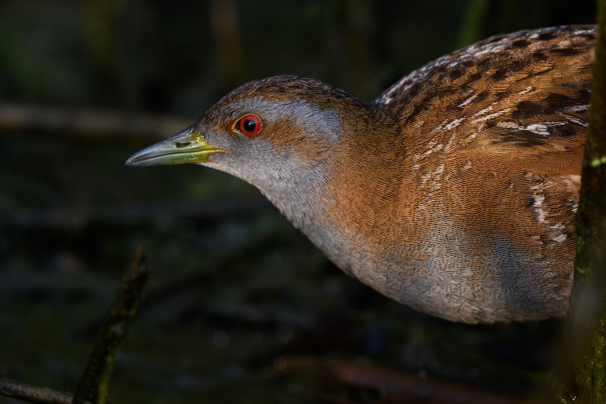 Baillon's Crake - ML636082975