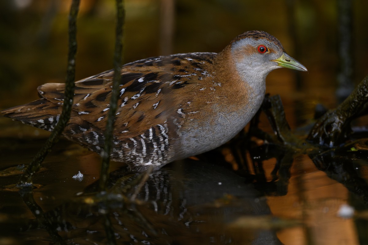 Baillon's Crake - ML636082978