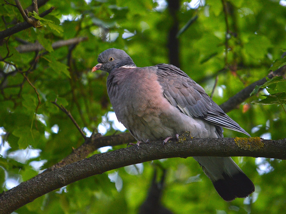 Common Wood-Pigeon - ML636083024
