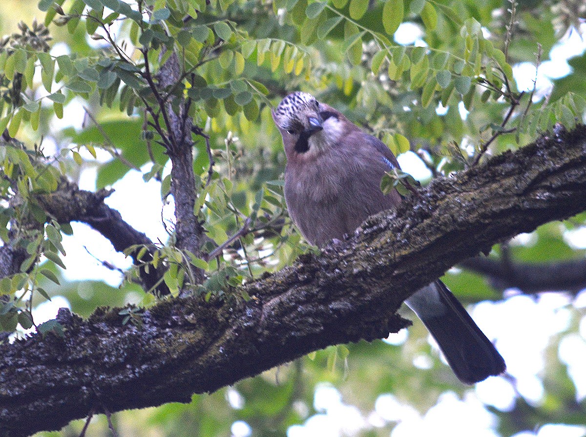 Eurasian Jay - ML636083028