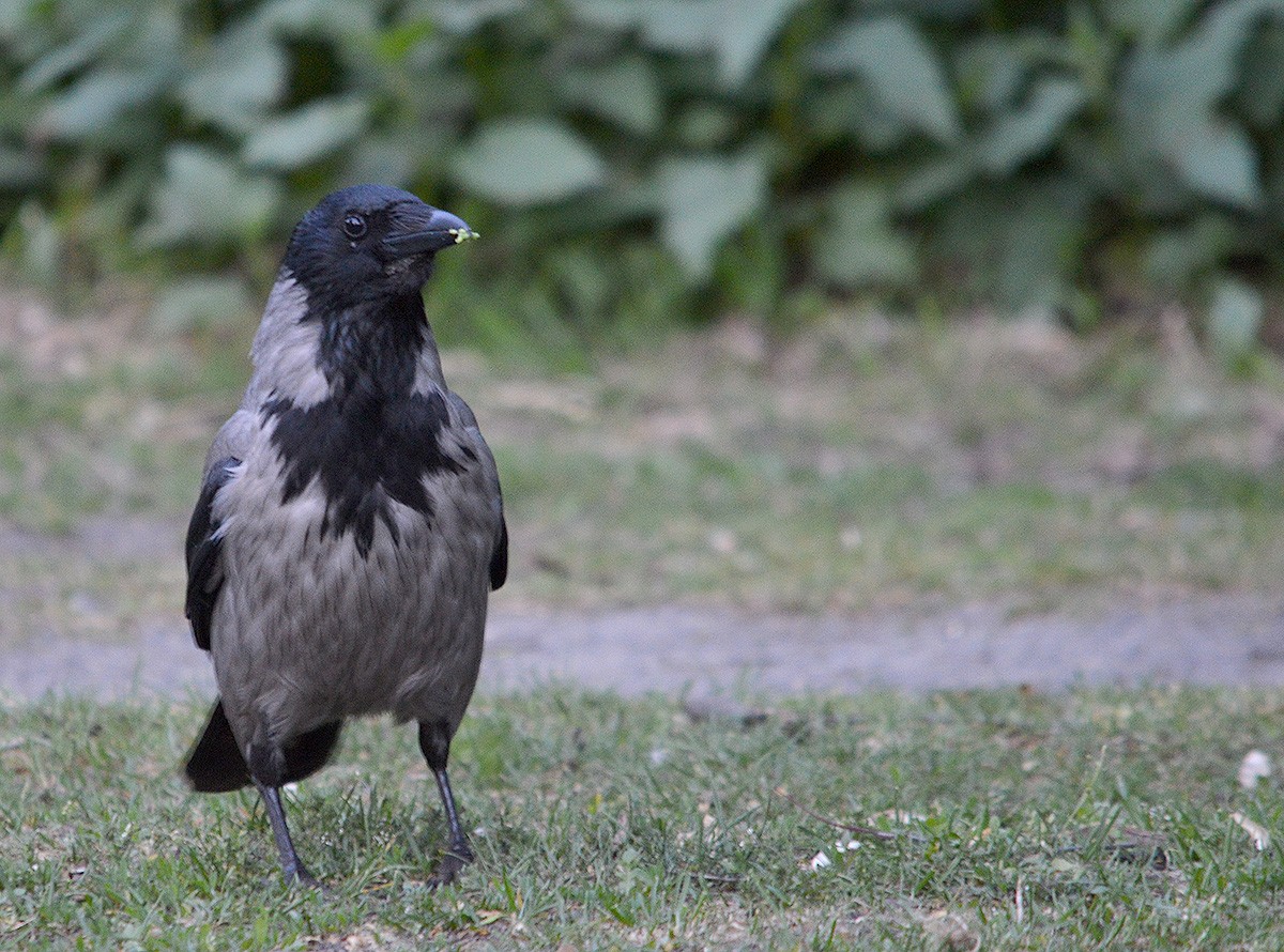 Hooded Crow - ML636083030